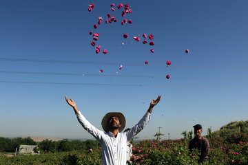 برداشت گل محمدی در روستای «خراجو»