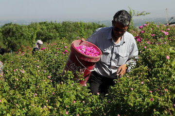 برداشت گل محمدی در روستای «خراجو»