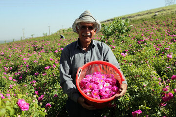 برداشت گل محمدی در روستای «خراجو»