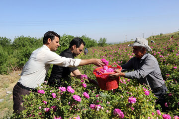 برداشت گل محمدی در روستای «خراجو»