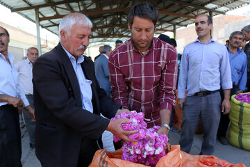 برداشت گل محمدی در روستای «خراجو»