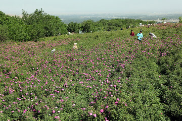 برداشت گل محمدی در روستای «خراجو»