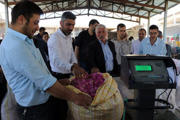 برداشت گل محمدی در روستای «خراجو»