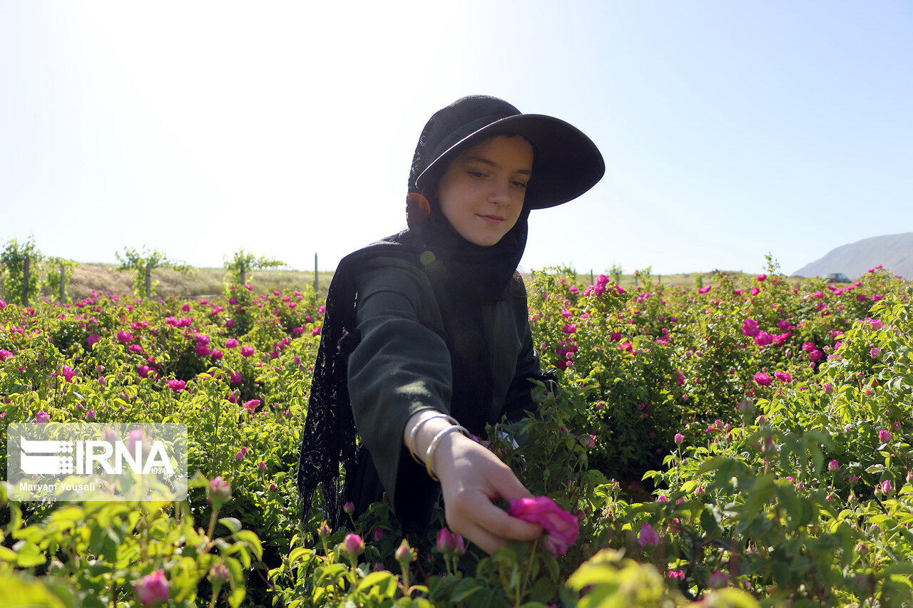 برداشت گل محمدی در گناباد ۳۰ درصد کاهش یافت