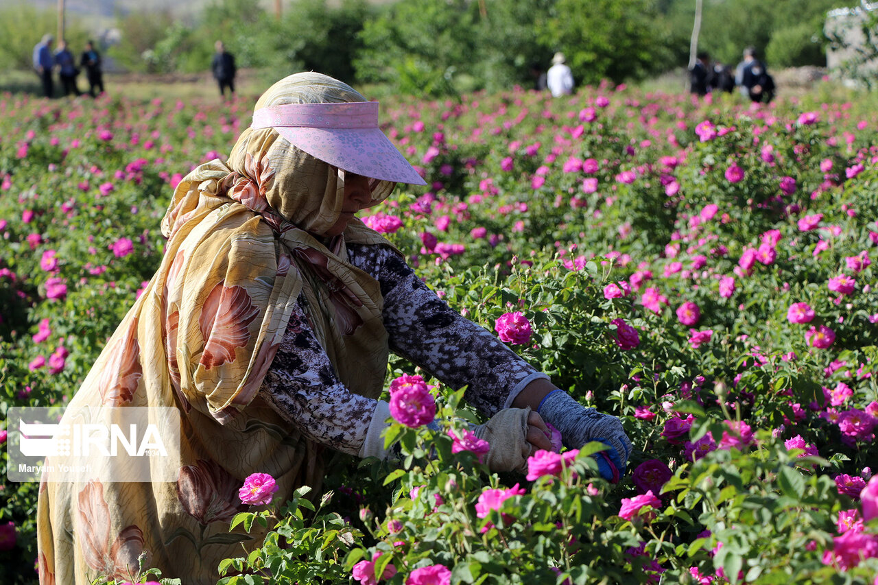 همدان قطب تولید گل‌محمدی