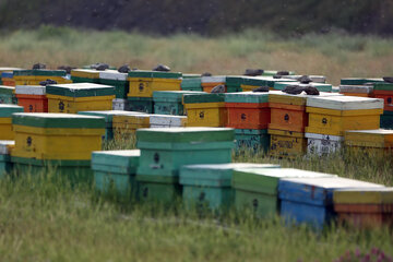 توسعه همکاری‌های ایران و اسلوونی در صنعت زنبورداری