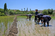 اختیار اعمال محدودیت در کشت برنج به استان‌ها سپرده می‌شود