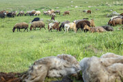 رشد ۱۲ درصدی گاو و گوساله پرواری در تابستان ۱۴۰۰