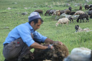 پرداخت غرامت ۲.۵ میلیون تومانی هر راس گوسفند توسط بیمه کشاورزی 