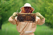 تولید عسل در خراسان شمالی سه برابر شد 