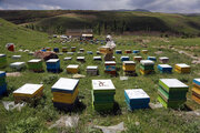 ۹۰۰ کلونی زنبور عسل در چرداول از بین رفت