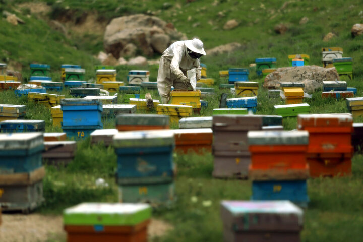 تشکیل «کلنی» رمز بقای زنبورها در سرمای همدان