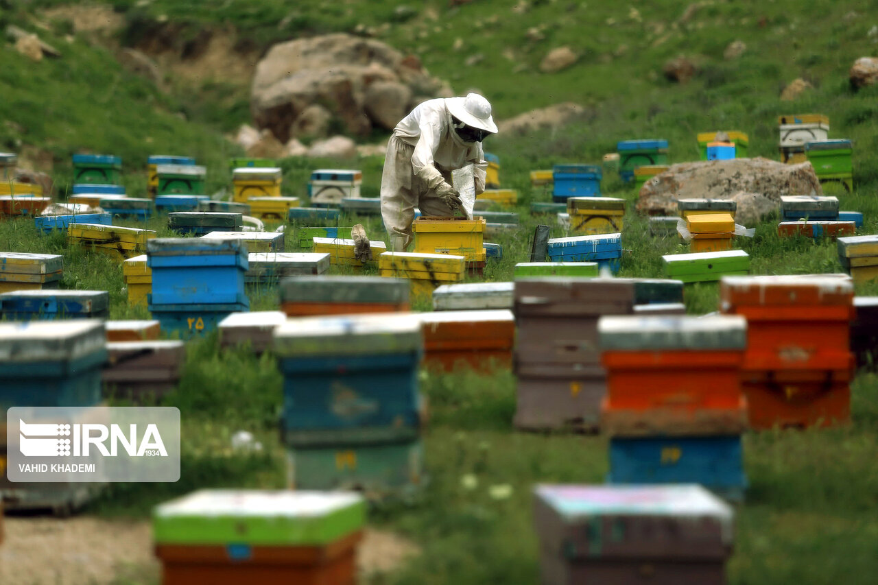 تلخ و شیرین زنبورداری در فارس؛ از نداشتن‌بیمه تا تولید انبوه