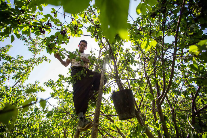 آموزش و تامین مالی کشاورزان، راه گریز از سرمازدگی بهاره باغها