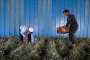 تولید ابریشم در خراسان شمالی ۳۰۰ درصدی رشد کرد