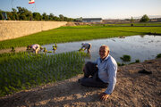 رشد سه برابری صدور سند مالکیت زمین کشاورزی در خوزستان