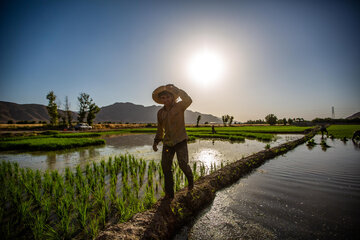 Siembra de arroz en Isfahán