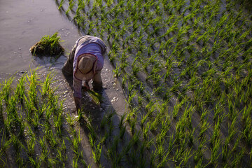 Siembra de arroz en Isfahán