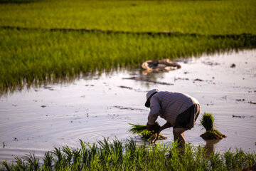 Siembra de arroz en Isfahán