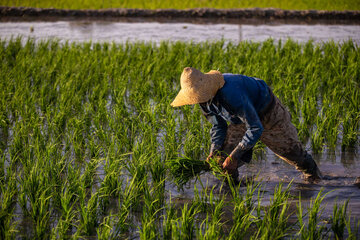 Siembra de arroz en Isfahán