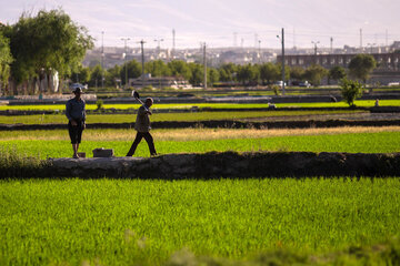 Siembra de arroz en Isfahán