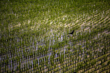 Siembra de arroz en Isfahán