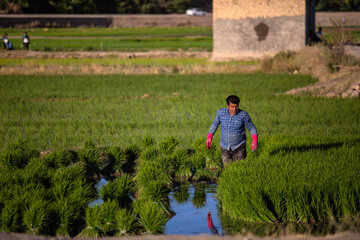 Siembra de arroz en Isfahán