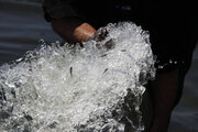رهاسازی ۱۵میلیون بچه ماهی در رودخانه سفیدرود