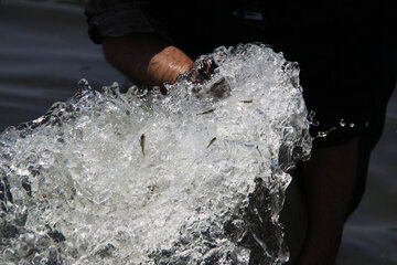 رهاسازی ۱۵میلیون بچه ماهی در رودخانه سفیدرود