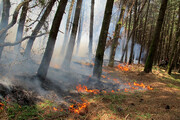 Wildfires cause major damage to forests in Iran’s northeast