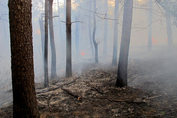 آتش‌سوزی اراضی جنگلی تالش مهار شد