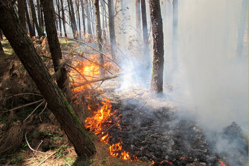 ۱.۶ هکتار از عرصه‌های جنگلی گلستان در آتش سوخت