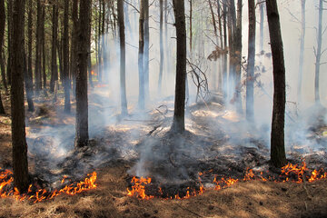 حریق در هیرکانی و ضرورت ایجاد آتش‌نشانی جنگل در استان‌های شمالی