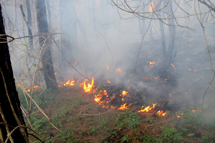 آتش‌سوزی جنگل نوشهر وارد سومین روز شد
