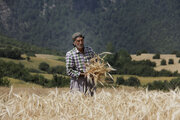 با وجود خشکسالی‌ها افزایش تولید گندم در سال جاری محقق شد