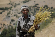 گندم با نرخ هر کیلو گرم ۴ هزار تومان خریداری می‌شود 
