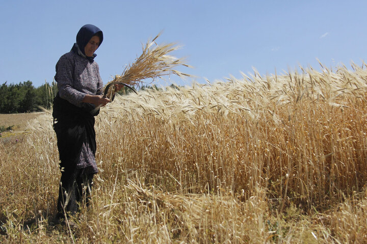 برکت خوشه های طلایی و دست افشانی گندمکاران آذربایجان غربی