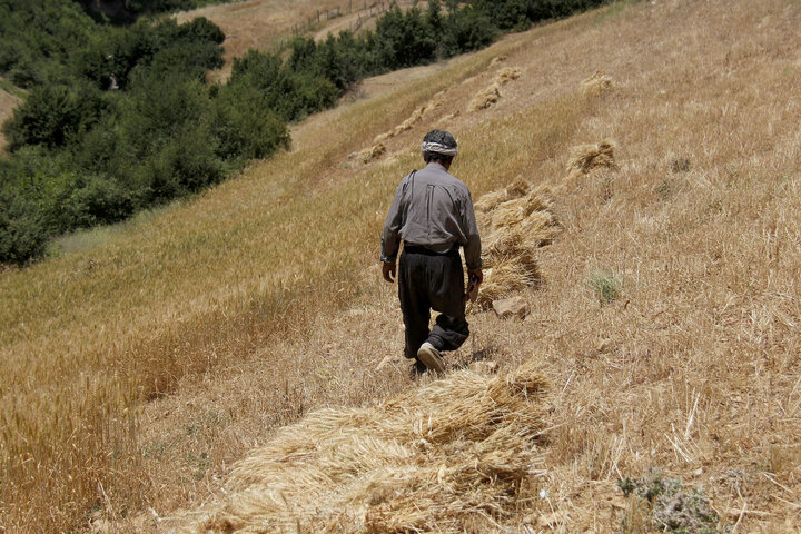 پیشبینی کاهش باردهی گندمزارهای مازندران