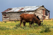 Talesh-Nomaden im Iran 