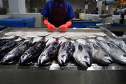 صید ماهی حلوا سفید در صیدگاه‌های خوزستان ممنوع شد