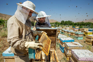 افزایش قیمت عسل شغل زنبورداری را در مازندران رونق داد