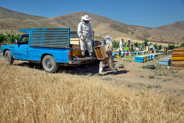 ۱۰ درصد زنبورداران مازندران به جنوب‌ کشور کوچ کردند