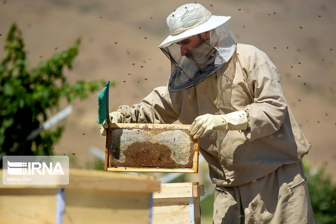 همکاری ایران با قرقیزستان برای صادرات عسل به اوراسیا و اروپا