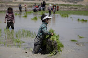 ١٣٣ شالیکار گیلانی تاکنون برای کشت قراردادی برنج پیشقدم شدند