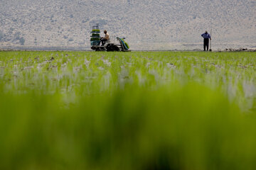 شالیکاران گیلان در مزارع دارای منابع آبی از زهکشی استفاده کنند