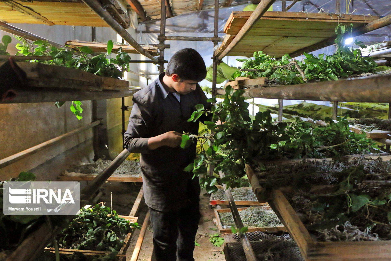 اولویت اشتغال کمیته امداد گلستان حمایت از طرحهای کشاورزی است اولویت اشتغال کمیته امداد گلستان حمایت از طرحهای کشاورزی است