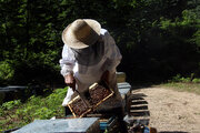 پوشش بیمه تکمیلی زنبورستان‌ها در سال زراعی آینده/ خسارت محدود سیل به زنبوردارها