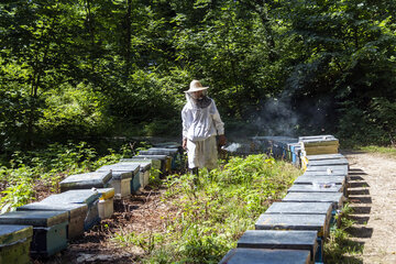 زنبورداری عسل مازندران در مرحله بازسازی قرار گرفت