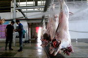 اعزام ناظرین بهداشتی سازمان دامپزشکی به کشورهای صادرکننده گوشت به ایران 