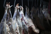 افزایش ۵ درصدی عرضه گوشت در کشتارگاه‌ها طی یک سال اخیر 